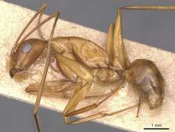 Imagem de Camponotus guttatus Emery 1899