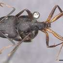 Image of Camponotus adenensis Emery 1893