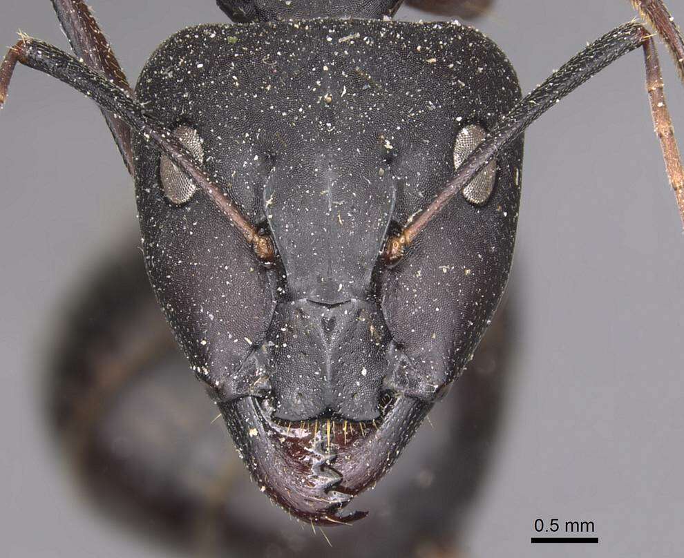 Image of Camponotus adenensis Emery 1893