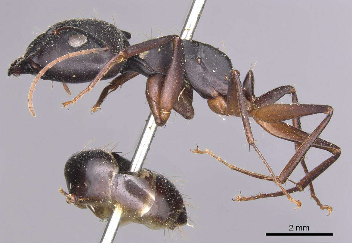 Image of Camponotus adenensis Emery 1893