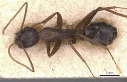 Image of Camponotus adenensis Emery 1893