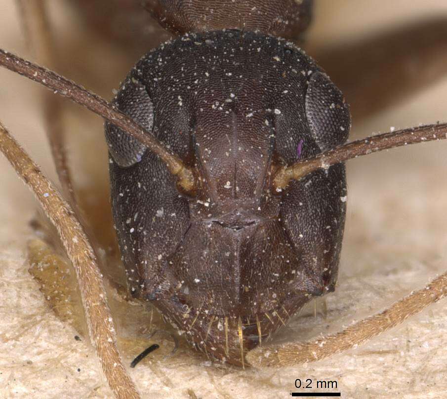 Image of Camponotus adenensis Emery 1893