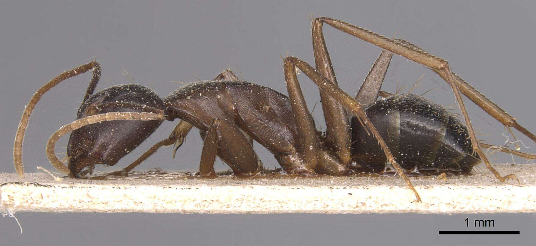 Image of Camponotus adenensis Emery 1893