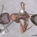 Image of Camponotus festai Emery 1894