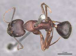 Image of Camponotus festai Emery 1894