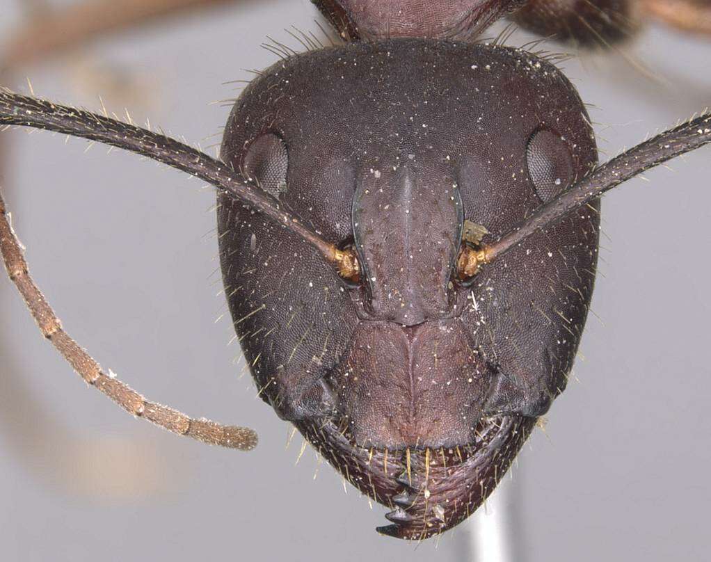 Image of Camponotus festai Emery 1894