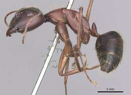 Image of Camponotus festai Emery 1894