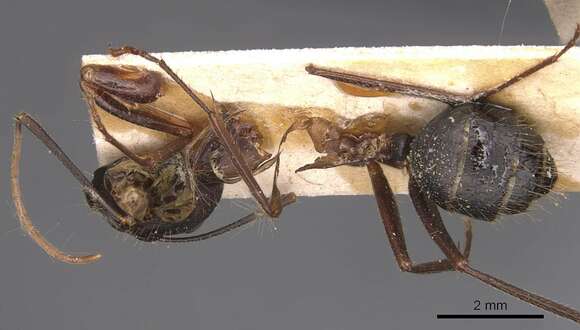 Plancia ëd Camponotus ionius Emery 1920