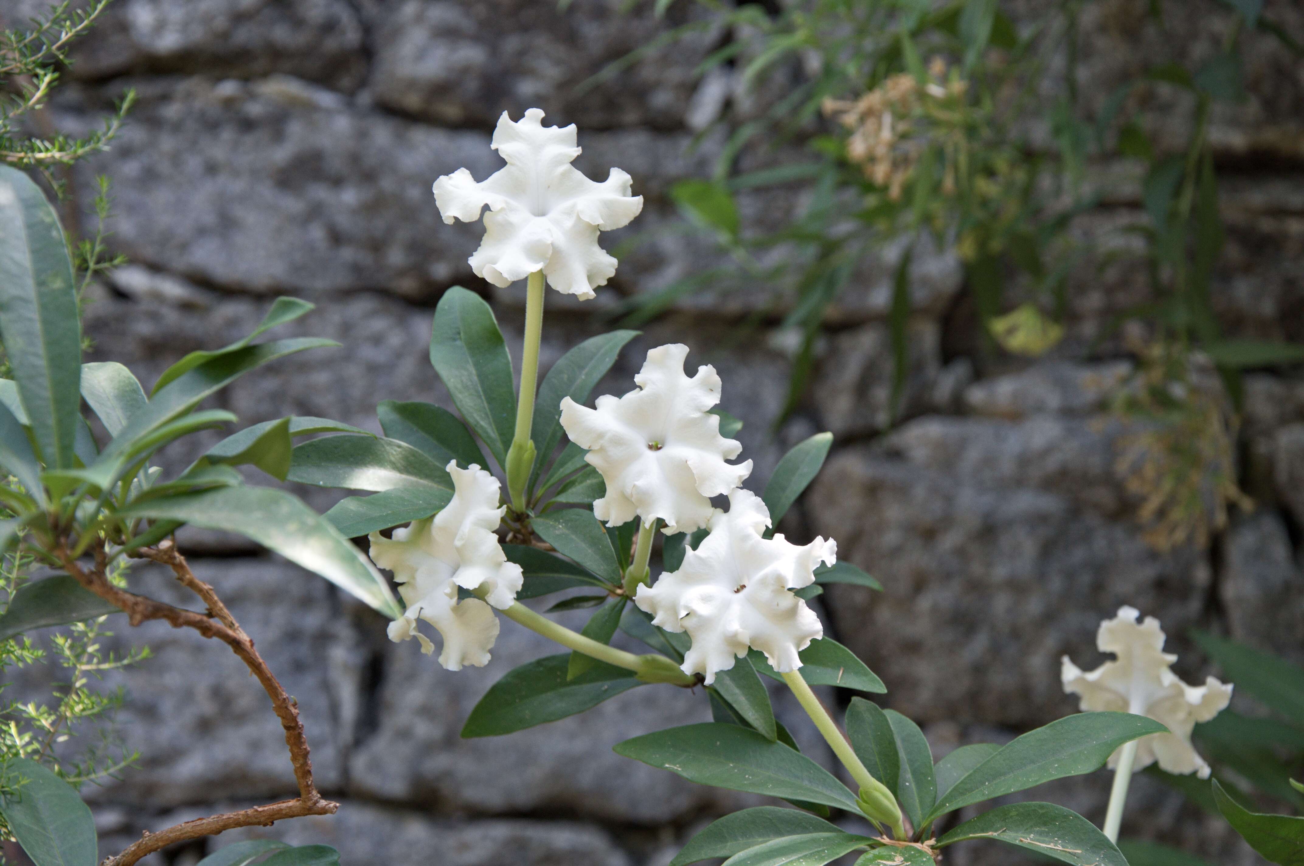 Image of Brunfelsia undulata Sw.