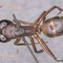 Imagem de Camponotus samius Forel 1889