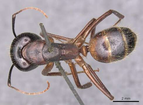 Imagem de Camponotus samius Forel 1889