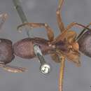 Image of Camponotus fellah Dalla Torre 1893