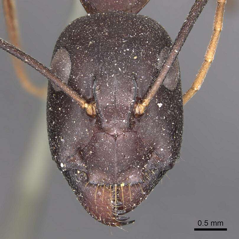 Image of Camponotus fellah Dalla Torre 1893