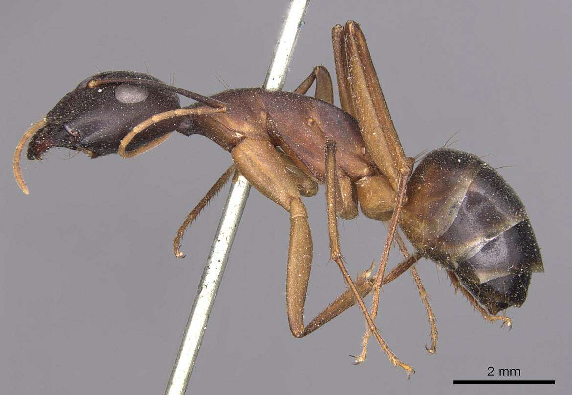 Image of Camponotus fellah Dalla Torre 1893