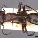Image de Camponotus sylvaticus (Olivier 1792)