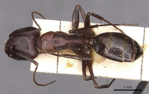 Imagem de Camponotus sylvaticus (Olivier 1792)