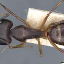 Image de Camponotus cecconii Emery 1908