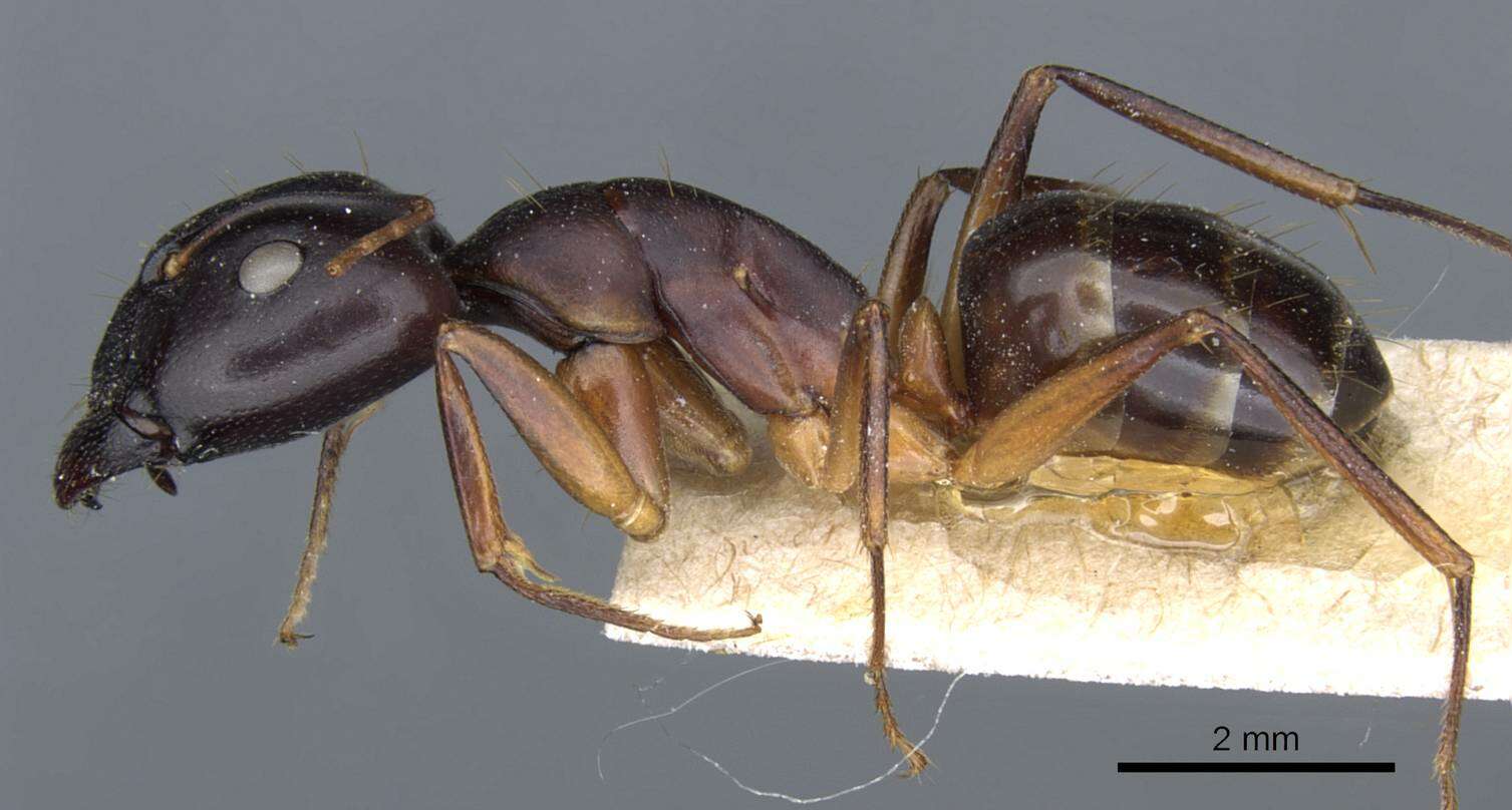 Plancia ëd Camponotus cecconii Emery 1908