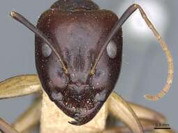 Imagem de Camponotus baldaccii Emery 1908