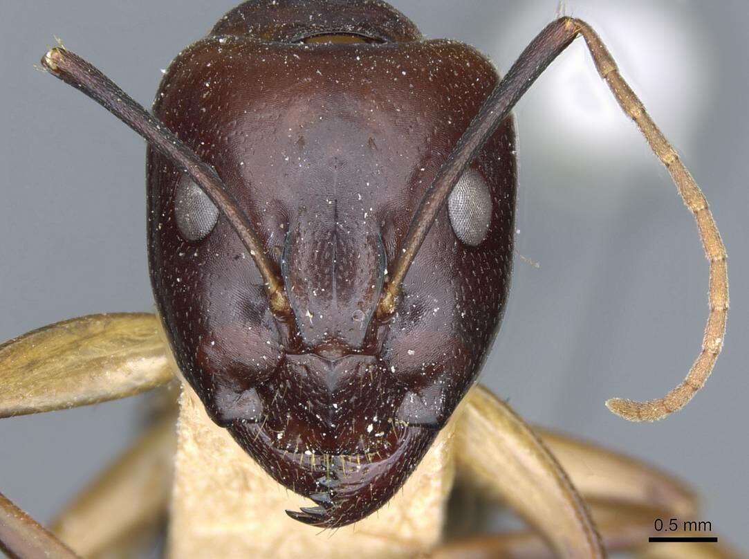 Image of Camponotus baldaccii Emery 1908