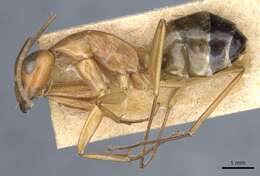 Imagem de Camponotus baldaccii Emery 1908