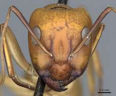 Plancia ëd Camponotus turkestanus Andre 1882