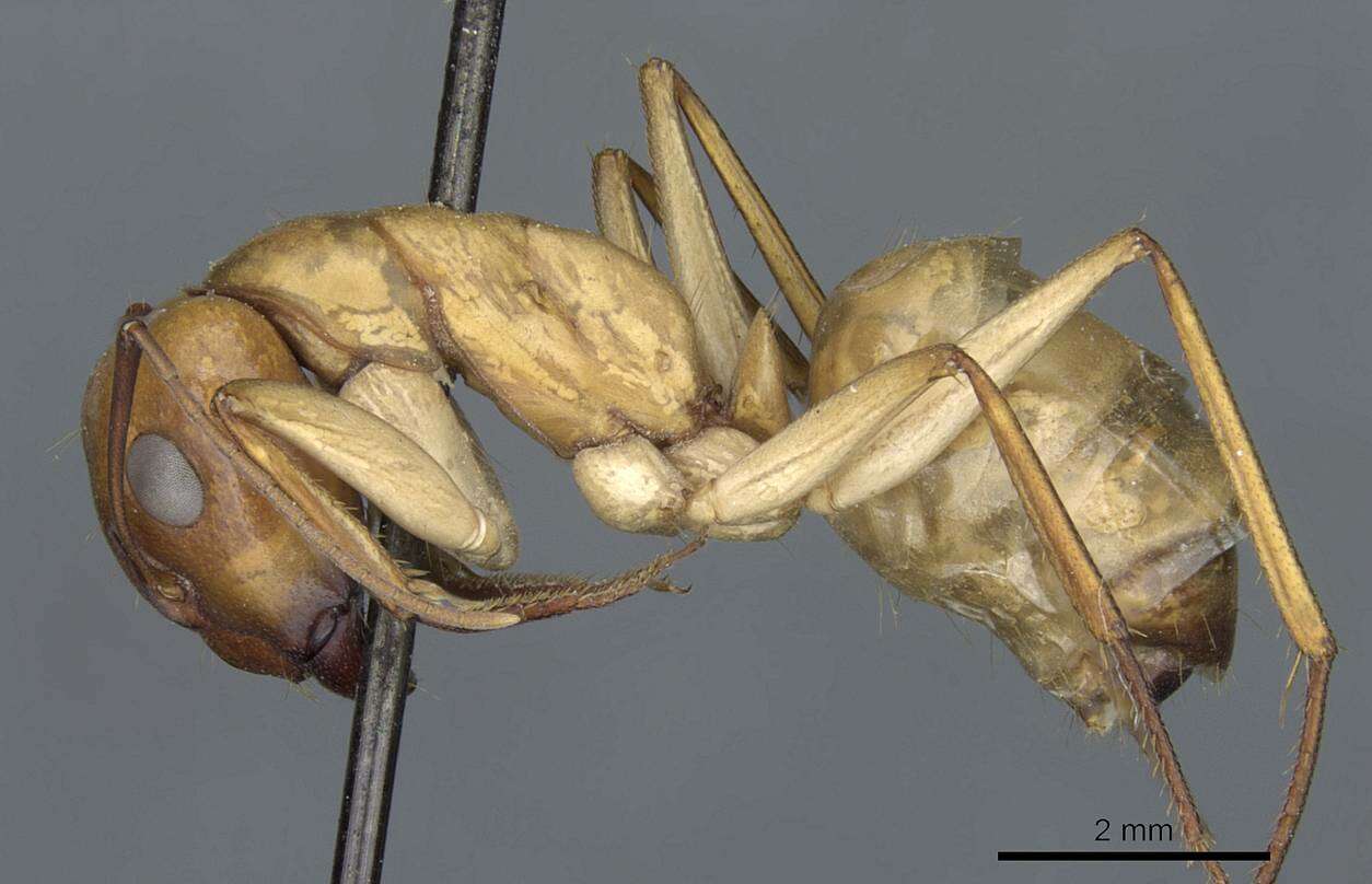 Plancia ëd Camponotus turkestanus Andre 1882