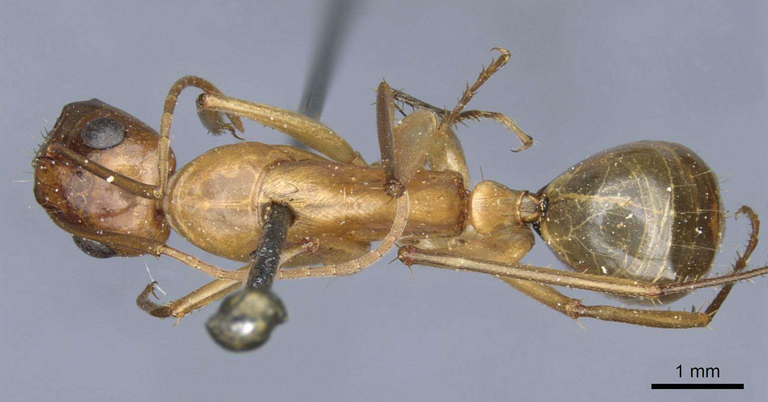 Plancia ëd Camponotus turkestanus Andre 1882