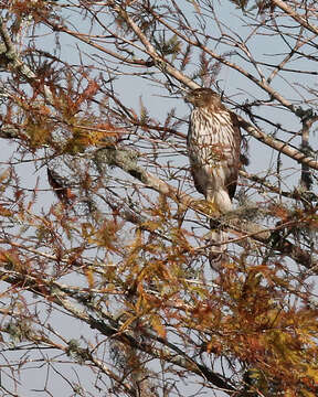 Image of Cooper's Hawk