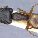 Image of Camponotus brutus Forel 1886