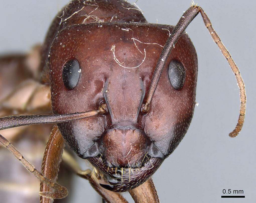 Image de Camponotus turkestanicus Emery 1887