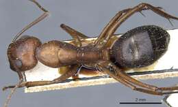 Image de Camponotus turkestanicus Emery 1887