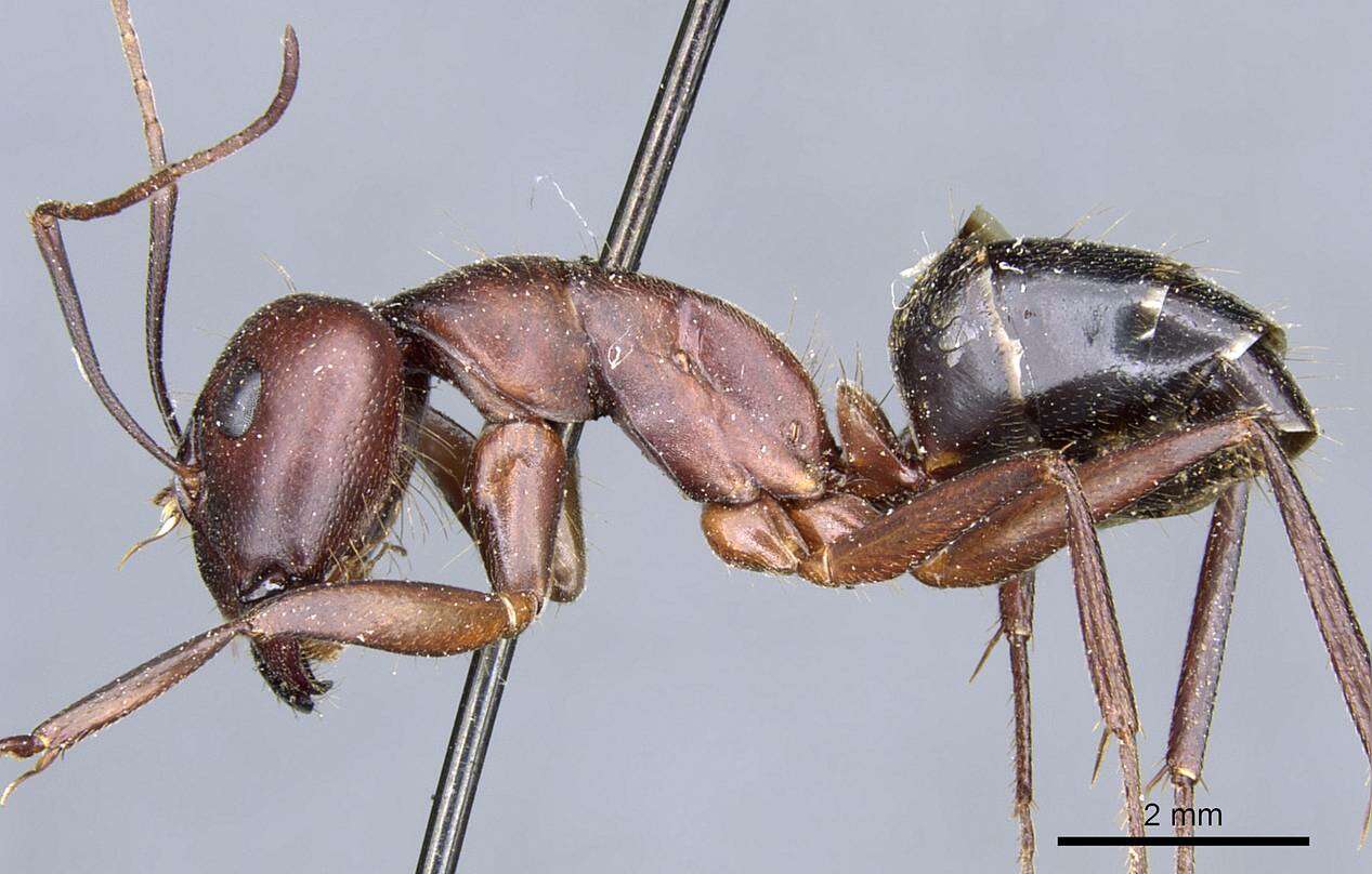 Image de Camponotus turkestanicus Emery 1887