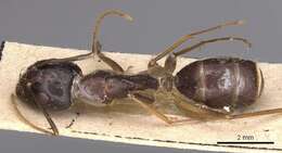 صورة Camponotus novaehollandiae Mayr 1870