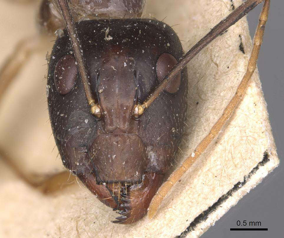 صورة Camponotus novaehollandiae Mayr 1870