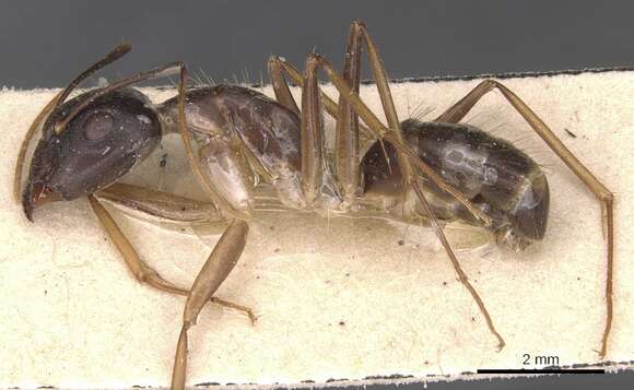 صورة Camponotus novaehollandiae Mayr 1870