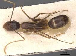 صورة Camponotus novaehollandiae Mayr 1870