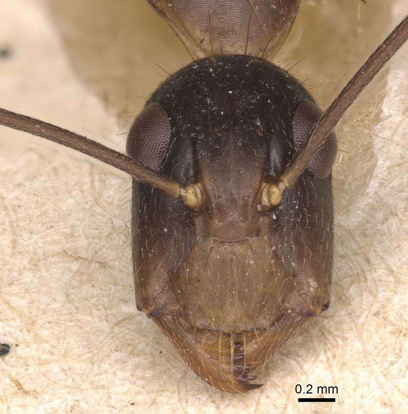 صورة Camponotus novaehollandiae Mayr 1870