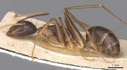 صورة Camponotus novaehollandiae Mayr 1870