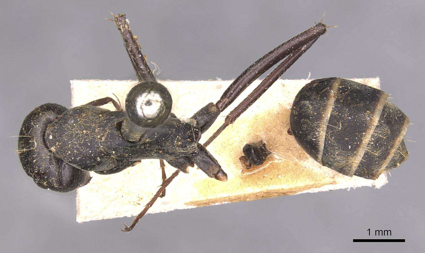 Plancia ëd Camponotus cinctellus (Gerstaecker 1859)