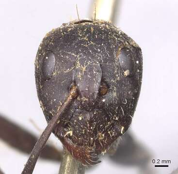 صورة Camponotus cinctellus (Gerstaecker 1859)