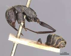 Plancia ëd Camponotus cinctellus (Gerstaecker 1859)