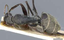 Image of Camponotus parius Emery 1889