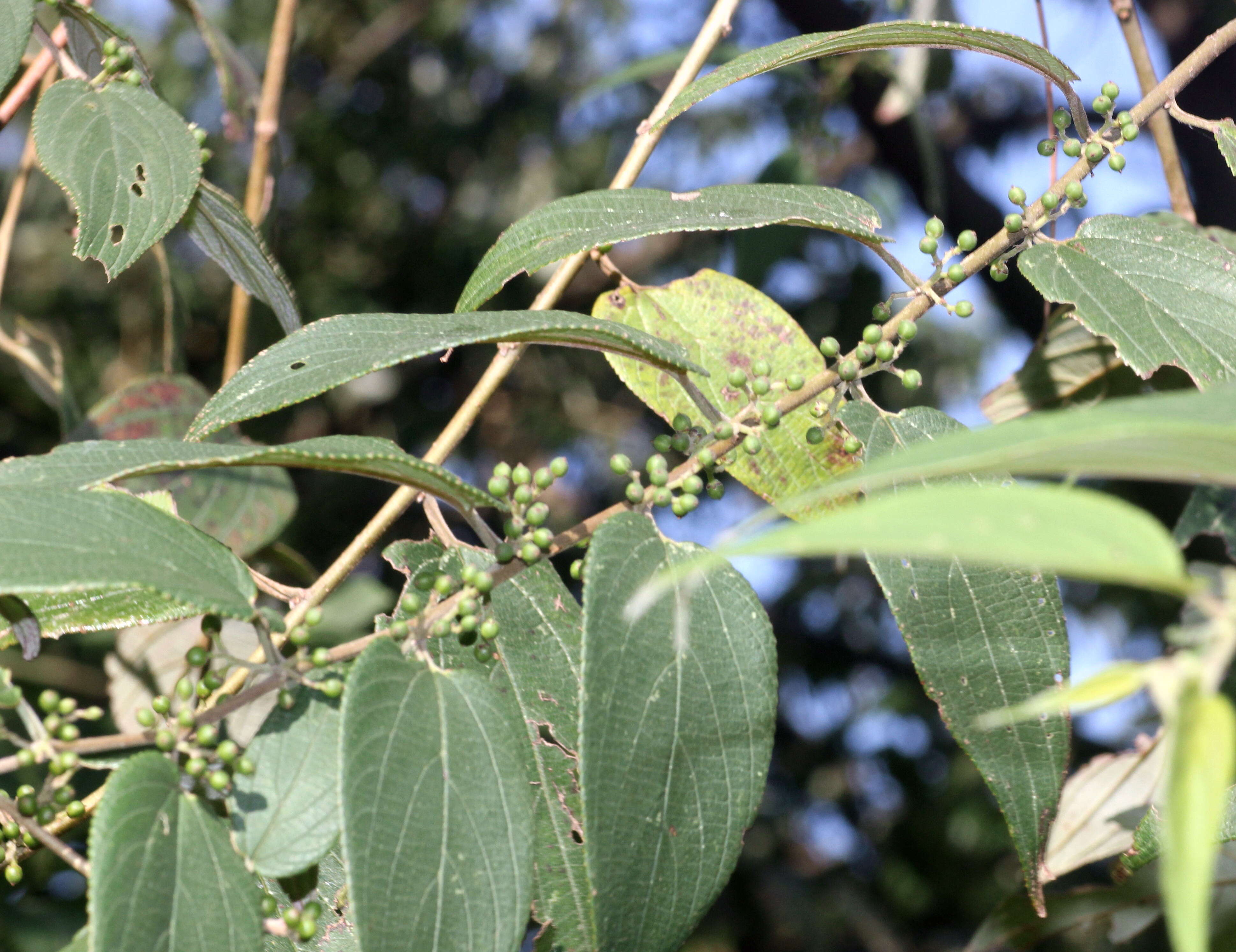 Image de Trema orientalis (L.) Bl.