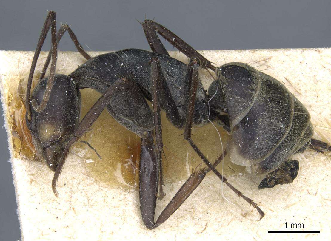 Image of Camponotus parius Emery 1889