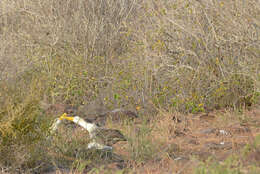 Image of Waved Albatross