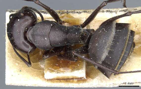 Image of Camponotus mozabensis Emery 1899