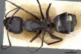 Image of Camponotus mozabensis Emery 1899