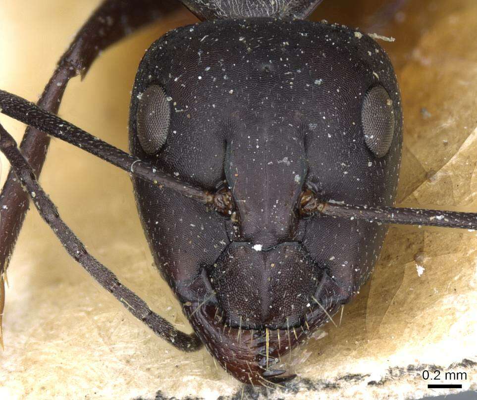 Image of Camponotus mozabensis Emery 1899
