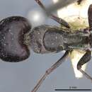 Image de Camponotus angusticeps Emery 1886